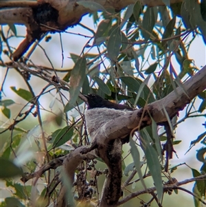 Rhipidura leucophrys at Gelston Park, NSW - suppressed