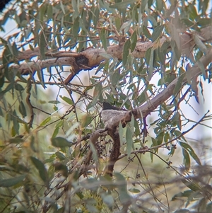 Rhipidura leucophrys at Gelston Park, NSW - suppressed