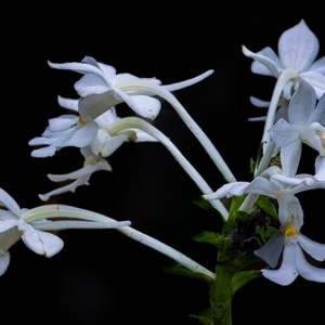 Calanthe triplicata at Whian Whian, NSW - suppressed