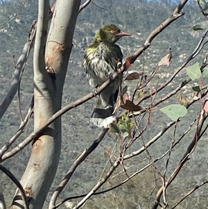 Oriolus sagittatus (Olive-backed Oriole) at Tharwa, ACT by AdamHenderson