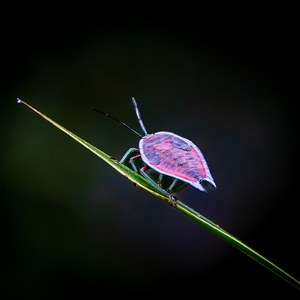 Lyramorpha rosea (Litchi stink bug) at Whian Whian, NSW by Watermelontree