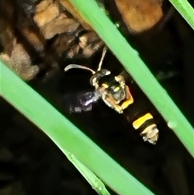 Unidentified Hover fly (Syrphidae) at Copmanhurst, NSW - 27 Dec 2024 by MazzV