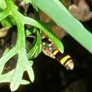 Ammatomus icarioides at suppressed - suppressed