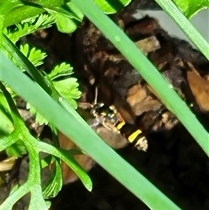 Ammatomus icarioides at suppressed - suppressed