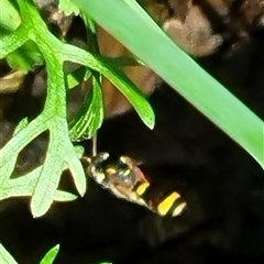 Ammatomus icarioides at suppressed - suppressed
