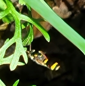 Ammatomus icarioides at suppressed - suppressed