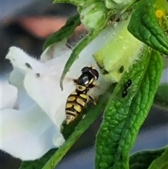 Unidentified Hover fly (Syrphidae) at Esk, NSW - 27 Dec 2024 by MazzV