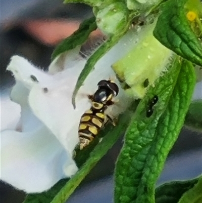 Unidentified Hover fly (Syrphidae) at Esk, NSW - 27 Dec 2024 by MazzV