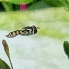 Simosyrphus grandicornis at Esk, NSW - suppressed