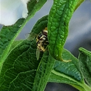 Simosyrphus grandicornis at suppressed - suppressed