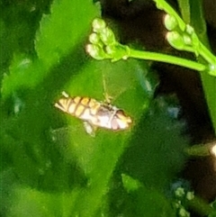 Simosyrphus grandicornis at suppressed - suppressed