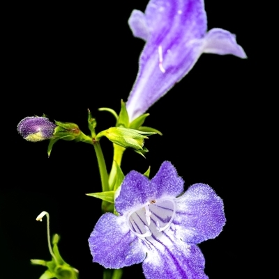 Unidentified Lily or Iris at Whian Whian, NSW - 1 Jan 2025 by Watermelontree