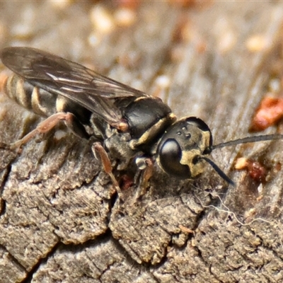 Pison sp. (genus) (Black mud-dauber wasp) at Acton, ACT - 6 Jan 2025 by Thurstan