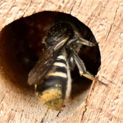 Pison sp. (genus) at Acton, ACT - 6 Jan 2025 10:39 AM