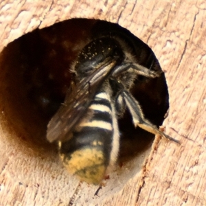 Pison sp. (genus) at Acton, ACT - 6 Jan 2025 10:39 AM
