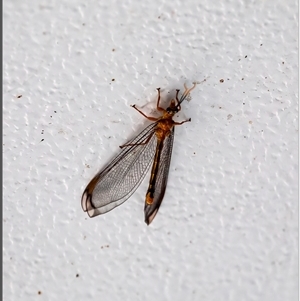 Nymphes myrmeleonoides (Blue eyes lacewing) at Holt, ACT by Margo