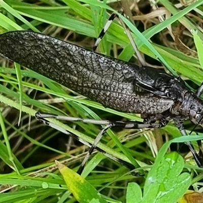 Unidentified Grasshopper, Cricket or Katydid (Orthoptera) at Copmanhurst, NSW - 5 Dec 2024 by MazzV