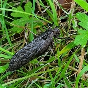 Acripeza reticulata at Copmanhurst, NSW - suppressed