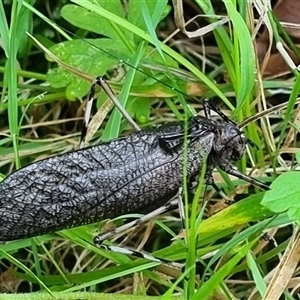 Acripeza reticulata at Copmanhurst, NSW - suppressed