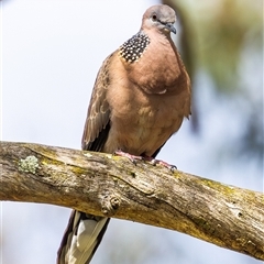 Spilopelia chinensis (Spotted Dove) at Acton, ACT - 10 Nov 2024 by DKolsky