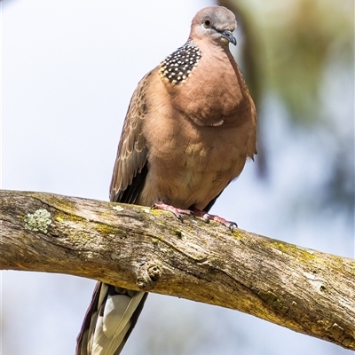 Spilopelia chinensis (Spotted Dove) at Acton, ACT - 10 Nov 2024 by DKolsky