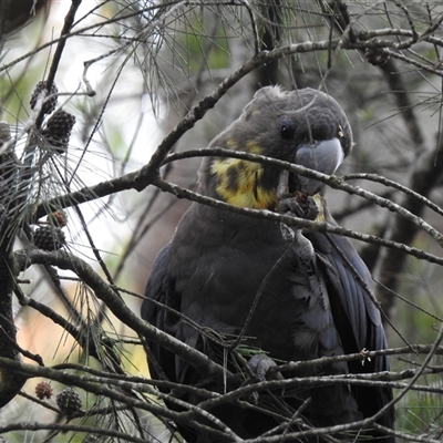 Calyptorhynchus lathami lathami at Penrose, NSW - 12 Mar 2020 by GITM3