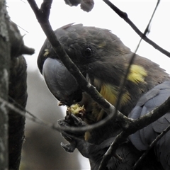 Calyptorhynchus lathami lathami at Penrose, NSW - 12 Mar 2020