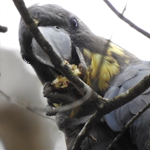 Calyptorhynchus lathami lathami at Penrose, NSW - 12 Mar 2020