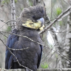 Calyptorhynchus lathami lathami at Penrose, NSW - 12 Mar 2020