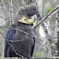 Calyptorhynchus lathami lathami at Penrose, NSW - suppressed
