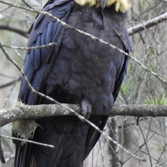 Calyptorhynchus lathami lathami at Penrose, NSW - 12 Mar 2020