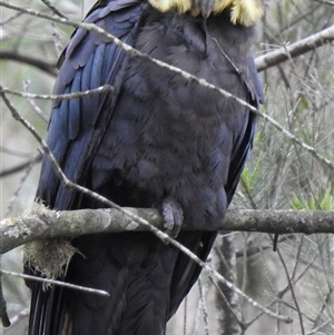Calyptorhynchus lathami lathami at Penrose, NSW - suppressed