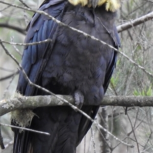 Calyptorhynchus lathami lathami at Penrose, NSW - 12 Mar 2020