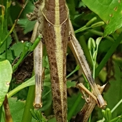 Austracris proxima (Spur-throated locust) at Copmanhurst, NSW - 3 Jan 2025 by MazzV