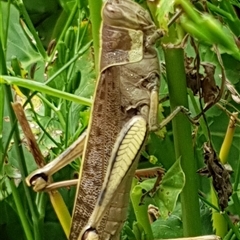 Austracris proxima at Copmanhurst, NSW - suppressed