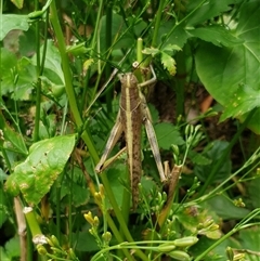 Austracris proxima at Copmanhurst, NSW - suppressed