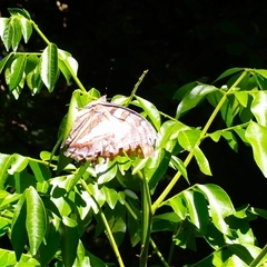 Charaxes sempronius (Tailed Emperor) at Jamberoo, NSW - 6 Jan 2025 by plants