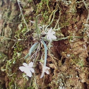 Sarcochilus hillii at Jamberoo, NSW - suppressed