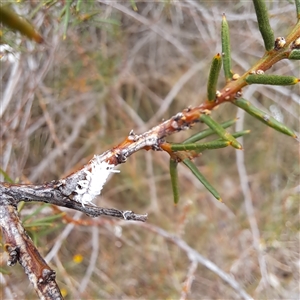 Pseudococcidae sp. (family) (A mealybug) at Watson, ACT by abread111