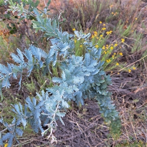 Acacia baileyana (Cootamundra Wattle, Golden Mimosa) at Watson, ACT by abread111