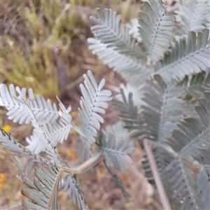 Acacia baileyana at Watson, ACT - 6 Jan 2025 10:36 AM