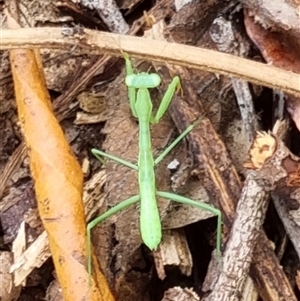 Unidentified Praying mantis (Mantodea) at Copmanhurst, NSW by MazzV