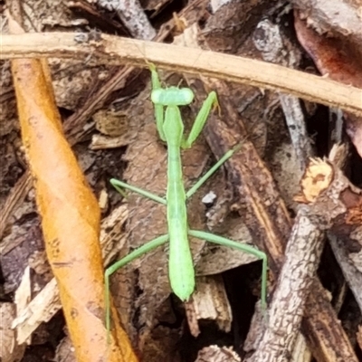 Unverified Praying mantis (Mantodea) by MazzV