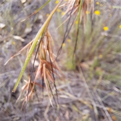 Themeda triandra (Kangaroo Grass) at Watson, ACT - 6 Jan 2025 by abread111