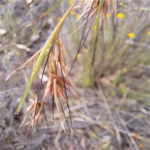 Themeda triandra at Watson, ACT - 6 Jan 2025 10:35 AM