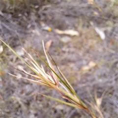 Themeda triandra at Watson, ACT - 6 Jan 2025 10:35 AM