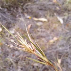 Themeda triandra at Watson, ACT - 6 Jan 2025