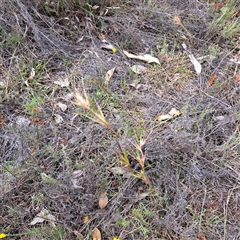 Themeda triandra at Watson, ACT - 6 Jan 2025 10:35 AM