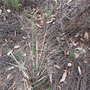 Dianella sp. aff. longifolia (Benambra) (Pale Flax Lily, Blue Flax Lily) at Watson, ACT by abread111