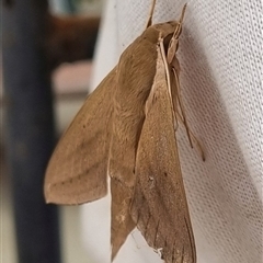 Unidentified Hawk moth (Sphingidae) at Copmanhurst, NSW - 10 Nov 2024 by MazzV